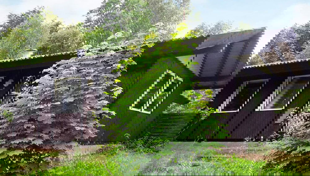 Imagem principal