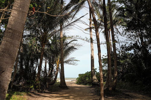 Photo 52 - Daintree Beach Resort