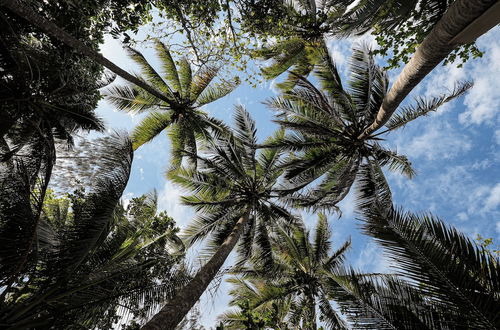 Photo 57 - Daintree Beach Resort