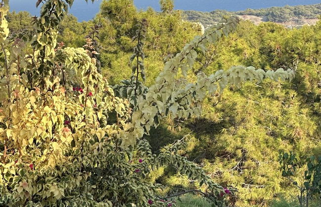 Villa Umay - Foto 41