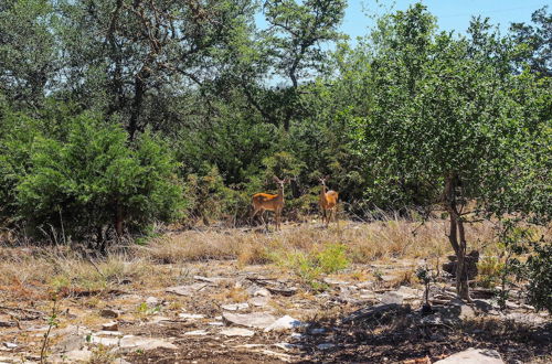 Photo 3 - Cozy Kerrville Guest Cottage Near Guadalupe River