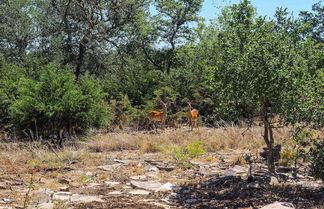 Photo 3 - Cozy Kerrville Guest Cottage Near Guadalupe River