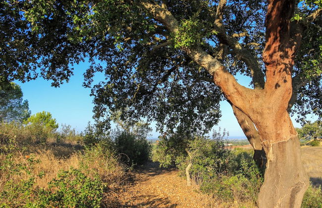 Monte Sardinha - Foto 75