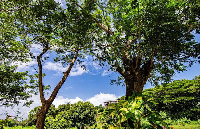 Maui Creek Bures - Photo 13