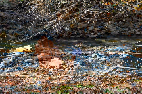 Foto 50 - Sonoma Creek Haven Hot Tub Firepit Creekside Views Near Kenwood Wineries