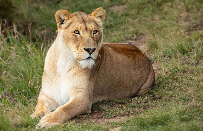 Sleep Whiskers Away From the Lions and " Feel " Them Roar! Cabin 4 - Foto 8