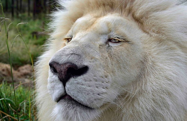 Sleep Whiskers Away From the Lions and " Feel " Them Roar! Cabin 2 - Foto 7