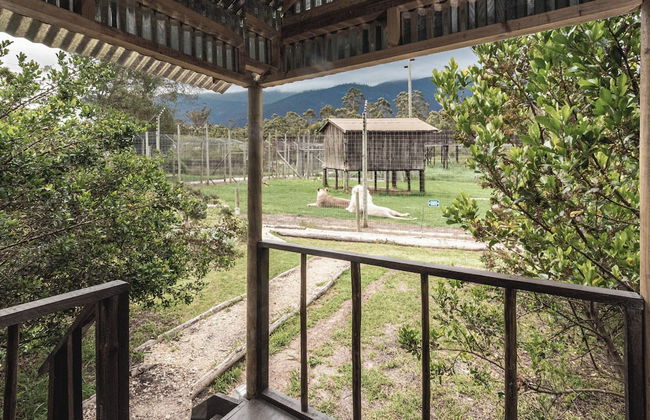 Sleep Whiskers Away From the Lions and " Feel " Them Roar! Cabin 3 - Foto 9