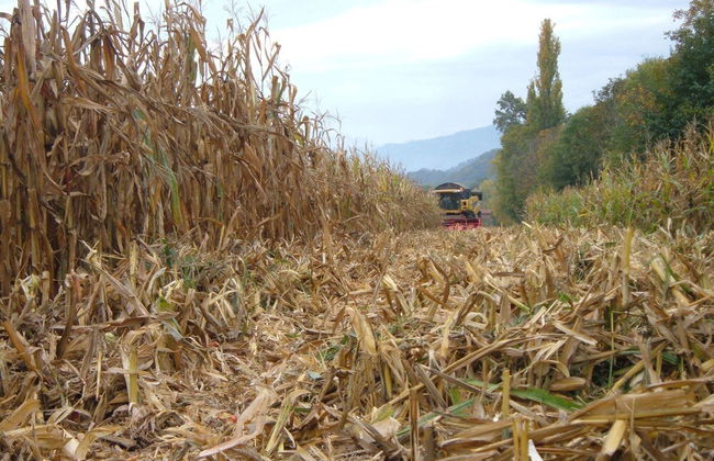 Fior di campo - Foto 19