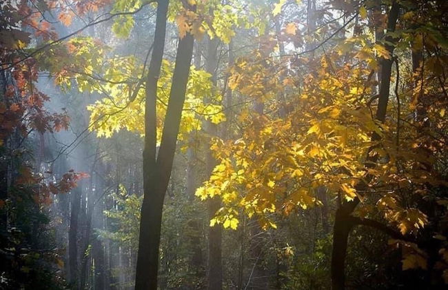 Gierle Garden Bungalow Escape - Foto 38