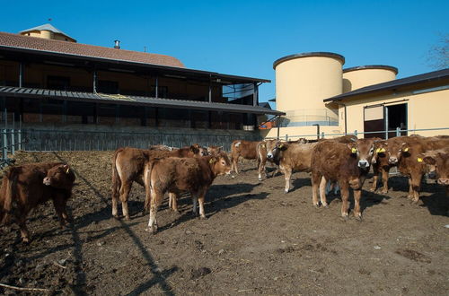 Foto 41 - Fattoria Didattica La Collina Incantata