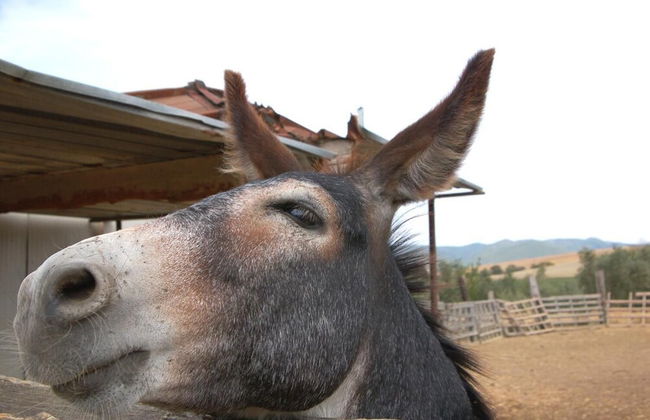 Agriturismo Il Giogo - Foto 17