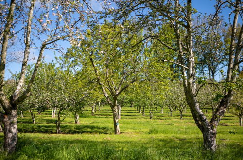 Photo 43 - Dragon Orchard Retreat