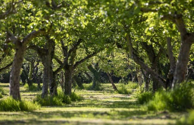 Dragon Orchard Retreat - Foto 41