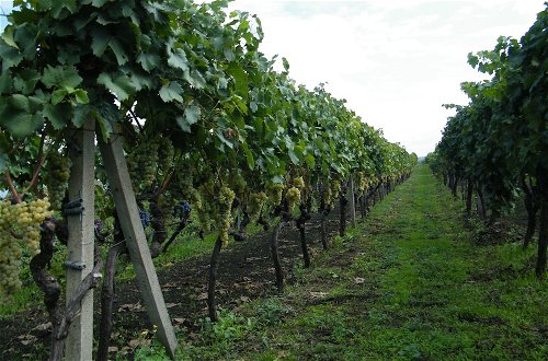 Photo 43 - Etna Wine Agriturismo