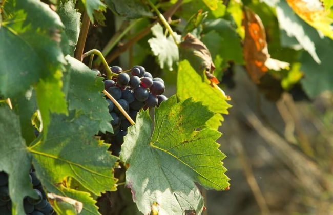 Podere San Lorenzo - Foto 52
