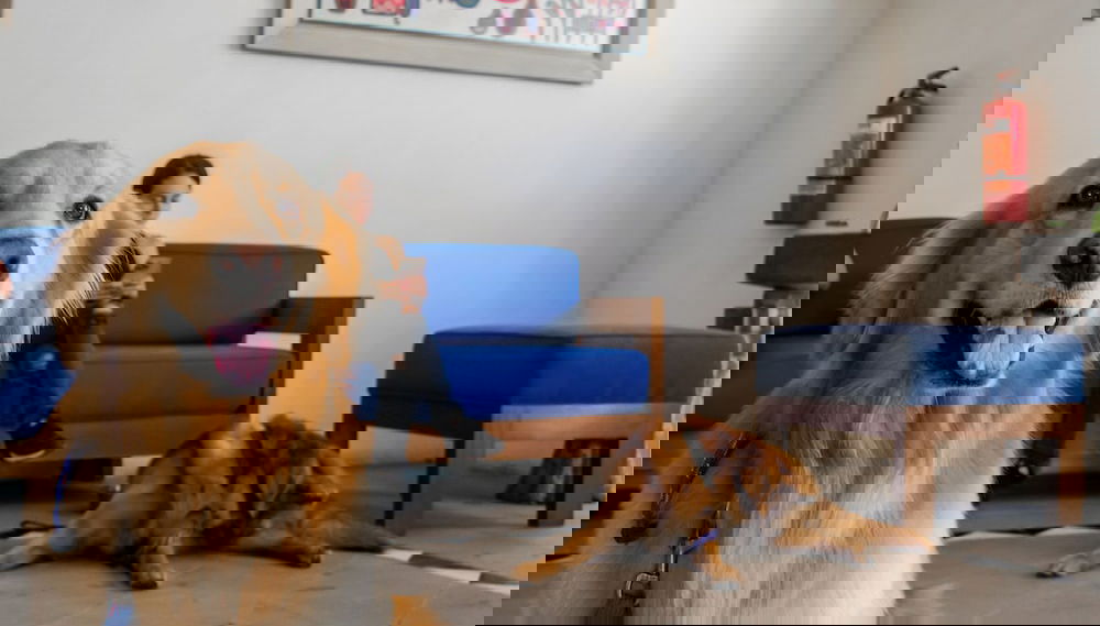 Imagem principal