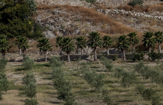 Masseria Agnello - Foto 43