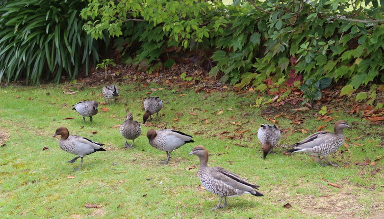 Photo 1 - Leura Fairways West