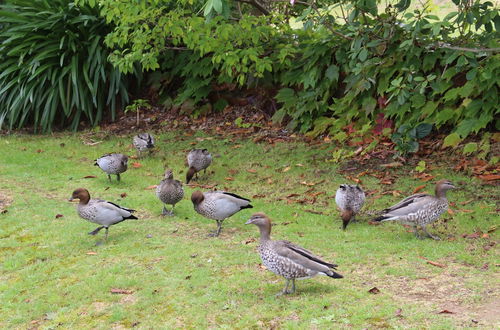 Photo 1 - Leura Fairways West