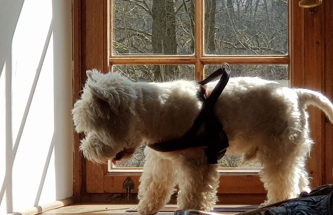 Zamek Tuczno - Photo 9