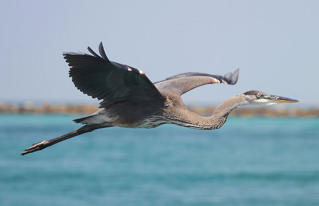 Texas Tides - Foto 18