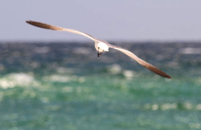 Texas Tides - Foto 20