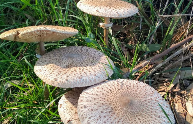 Casa de Verdes - In Cabana de Bergantinos - Foto 147