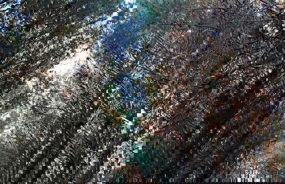 Casa de Verdes - In Cabana de Bergantinos - Foto 117