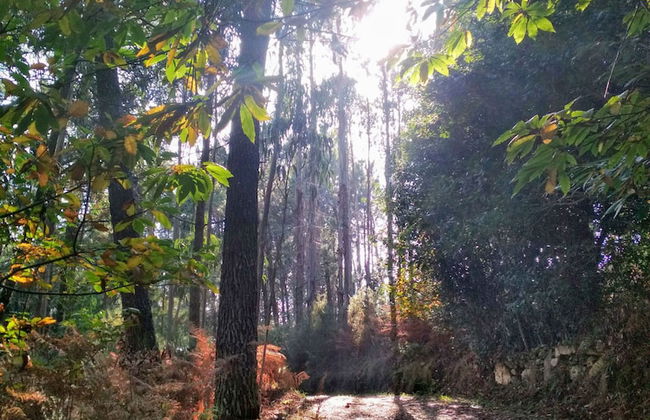 Casa de Verdes - In Cabana de Bergantinos - Foto 133