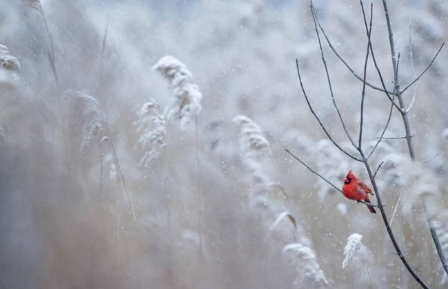 Cardinals Perch - Foto 31