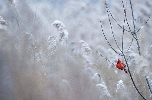 Photo 31 - Cardinals Perch