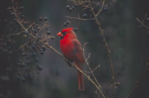 Photo 23 - Cardinals Perch