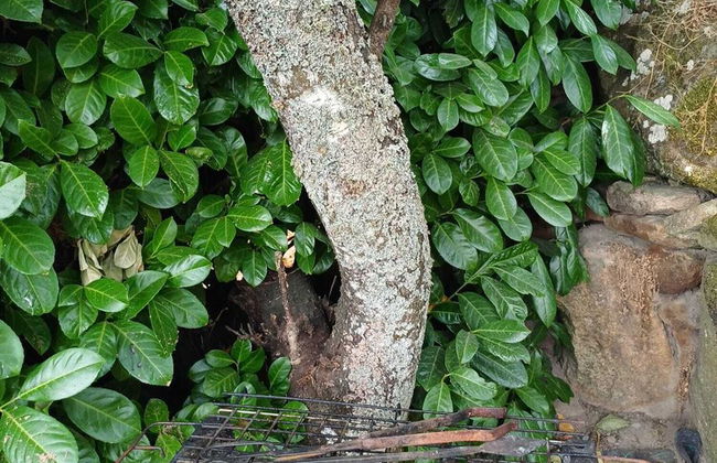 Outros Tempos Turismo De Aldeia - Foto 71