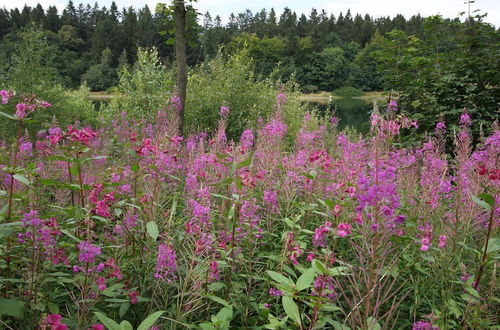 Foto 18 - Waldsee Feriendienst