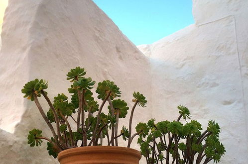 Foto 10 - Swallows Of Patmos