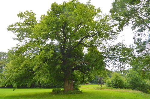 Photo 30 - Situated in Wonderful Castle Grounds in Gesves