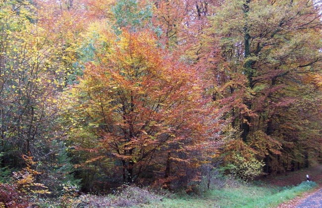 Wunderschone Ferienwohnung im Burgenland - Foto 35