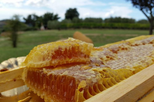 Photo 46 - I Sicomori - Seme di Carota - Glamping e appartamenti con piscina a Saturnia