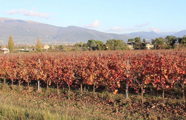 Agriturismo Fratelli Angelucci - Foto 31