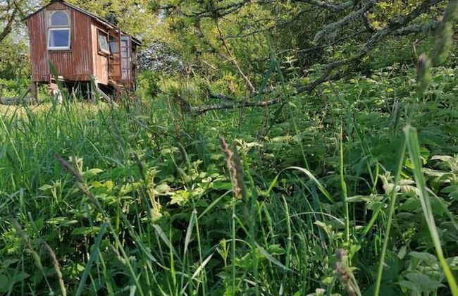 Stunning 1-bed Cabin in Totnes - Foto 14