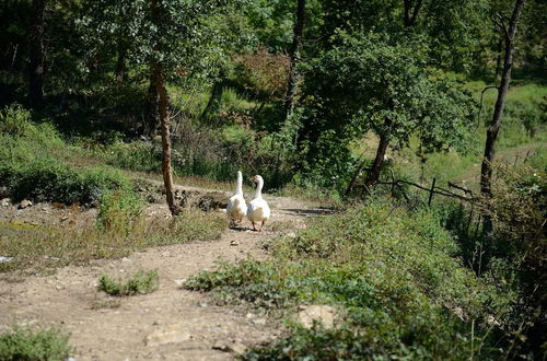 Foto 48 - Agriturismo Le Cerinaie