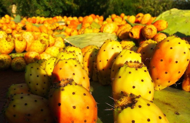 Masseria Pappo - Foto 72