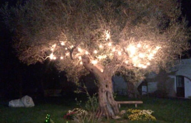 Masseria Pappo - Foto 62