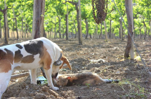 Photo 34 - Agriturismo La Casa di Bacco