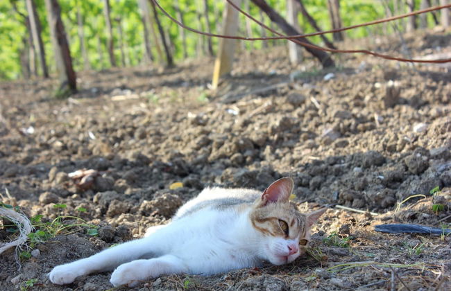 Agriturismo La Casa di Bacco - Foto 36