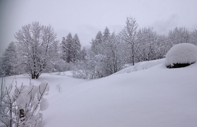 Maso Fior di Bosco - Val di Rabbi - Esercizio Rurale - Foto 48
