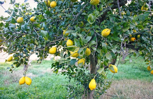 Hort de Mao El Rebost - Foto 26