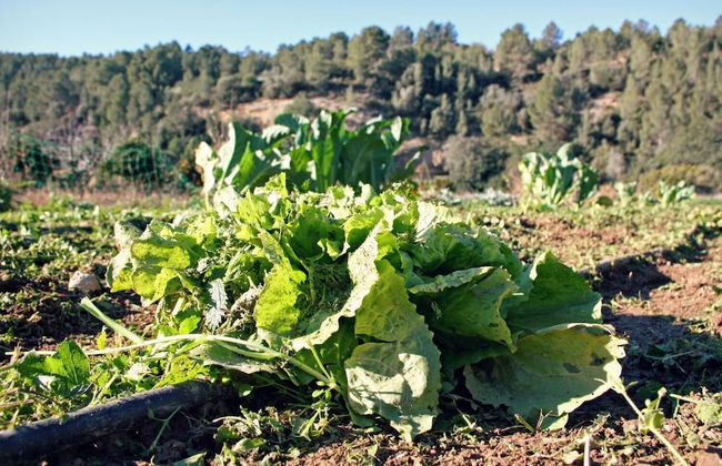 Hort de Mao El Rebost - Foto 28