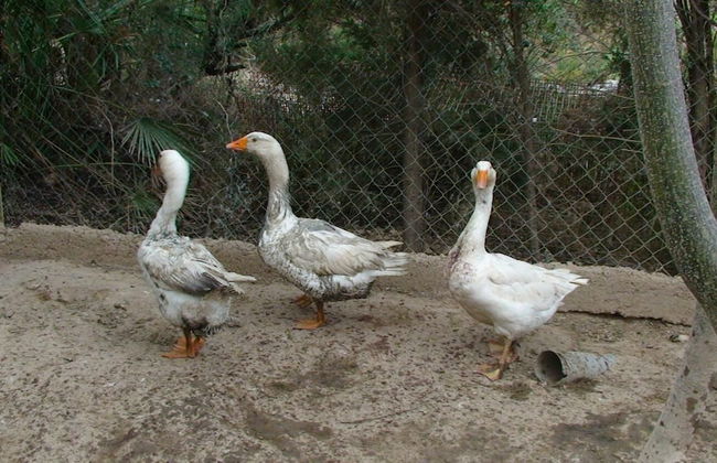Hort de Mao El Rebost - Foto 25